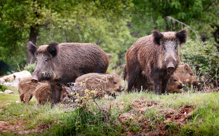 Incidenti stradali con fauna selvatica