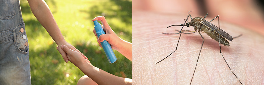 West Nile Virus da zanzara